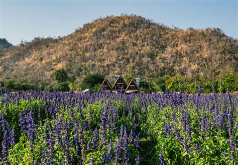 Netball Background Images 的图像结果