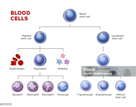 Image result for Blood Cell Lineage Chart