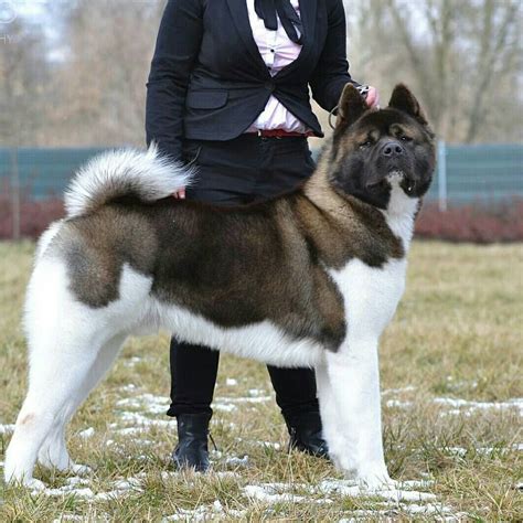 American Akita - Temperament, Lifespan, Shedding, Puppy