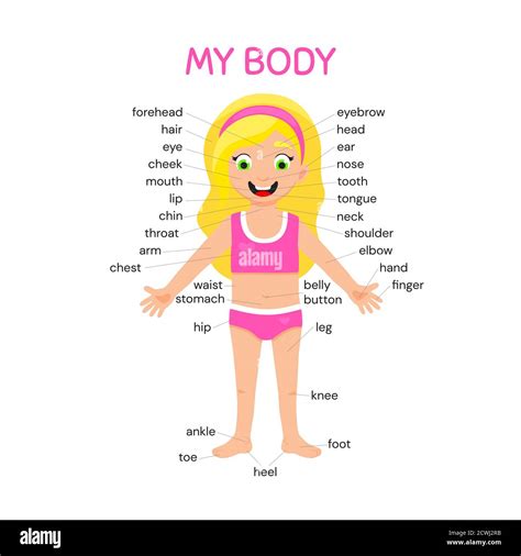 Anatomy body cutout female Stock Vector Images - Alamy