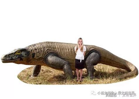 擁有澳洲魔龍之名的生物居然是古巨....古巨蜥！為什麼考拉和袋鼠只生活在澳洲？丨澳洲篇丨冰河世紀
