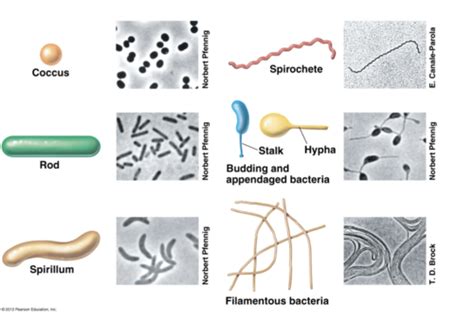 Image result for Classification of Bacteria