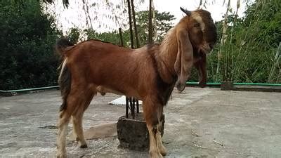Goat Image - Dataset Ninja