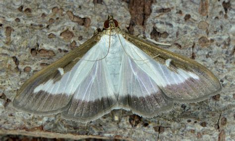 Image result for Box Tree Moth Control