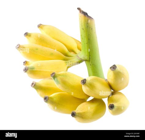 Wild Banana Vs Domestic Banana at Frank Keith blog