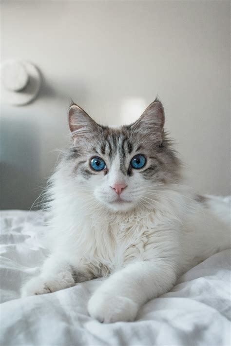 How do I prepare my home for fostering cats? - Cat Daddy Rescue