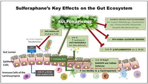 The Rationale for Sulforaphane Favourably Influencing Gut Homeostasis ...