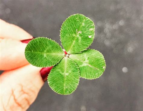 Irish Clovers