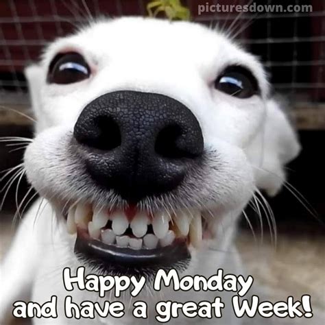 Happy monday image funny doggy smile - picturesdown.com