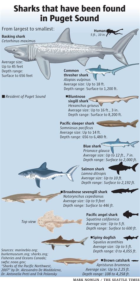 Sharks that have been found in Puget Sound. : r/SeattleWA