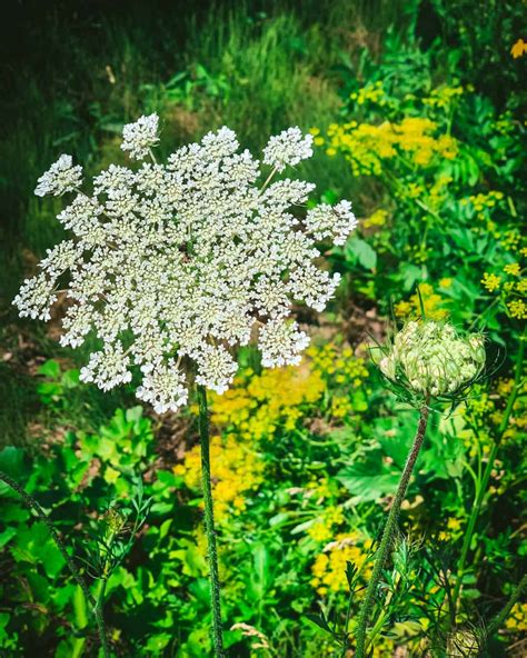Queen elizabeth lace flower online