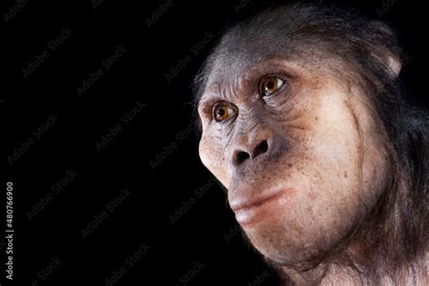 Australopithecus Africanus Body 的图像结果
