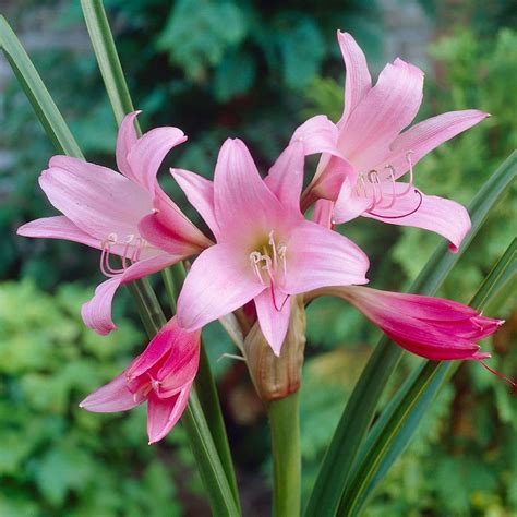 Crinum Powelli Rosea Pink Spider Lily