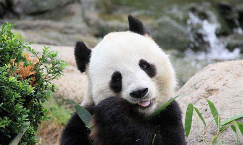 国宝：大熊猫 - 知乎