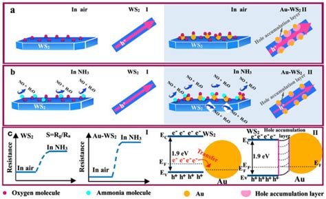 Au-Decorated WS2 Microflakes Based Sensors for Selective Ammonia ...