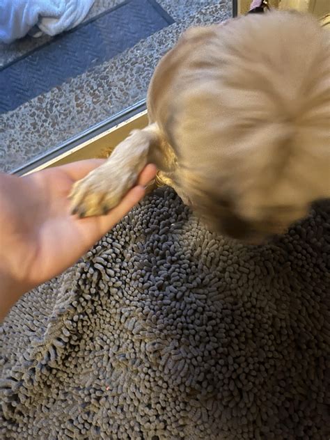 peed on the floor : r/BadDogs