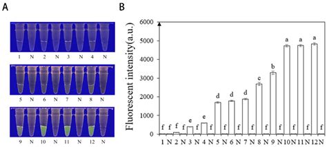 Rapid and Efficient Molecular Detection of Phytophthora nicotianae ...