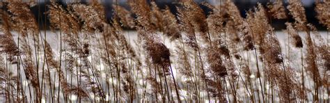 Download wallpaper nature, lake, spring, reed, the glare on the water ...