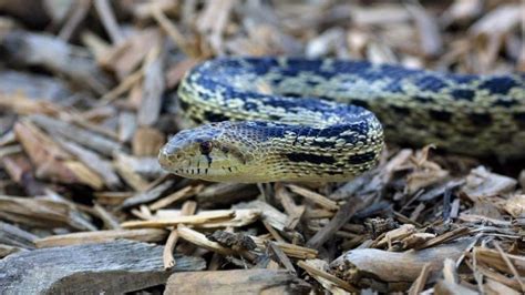 Image result for Gopherhawk Snake Probe
