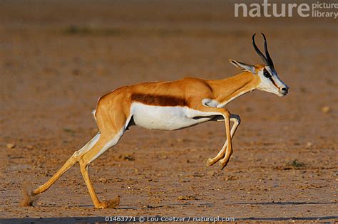 Image result for Springbok Running