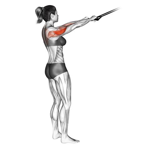 Face Pull: Benefits, Muscles Worked, and More - Inspire US