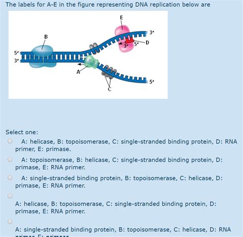 Single-Stranded Binding Protein 的图像结果