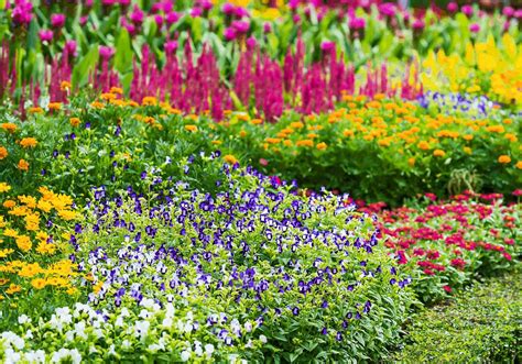 Do Perennial Flowers Come Back Every Year at Quincy Lara blog