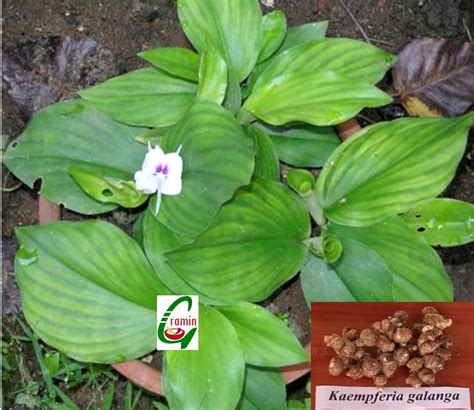 Seedstores : 6 Rhizomes of Rare Ayurvedic Resurrection Lilly Kaempferia ...