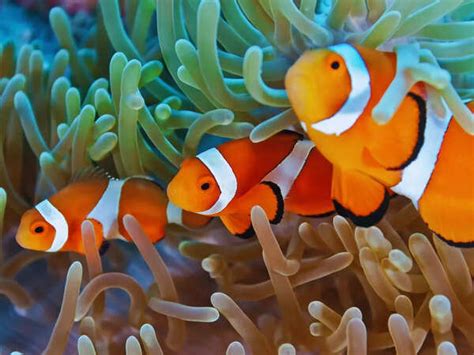 Gensol Engineering under ED scanner over alleged links to Mahadev ...