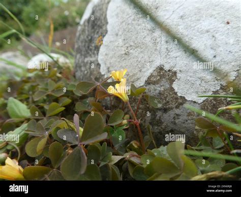 Creeping Woodsorrel (Oxalis corniculata) Plantae Stock Photo - Alamy