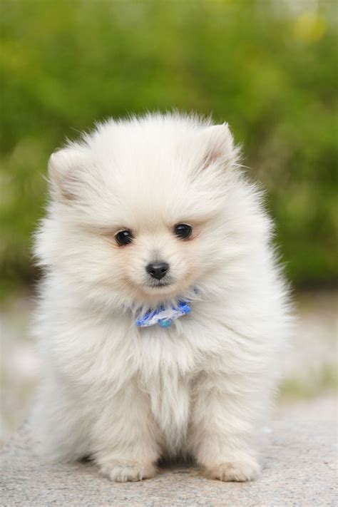 Small Fluffy Dog Breeds That Dont Grow at Alice Manning blog