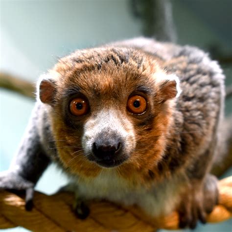 Mongoose: ଘର ପାଖରେ ନେଉଳ ଦେଖୁଛନ୍ତି କି? ଶୁଭ ନା ଅଶୁଭ, ଜାଣନ୍ତୁ ନଚେତ ...