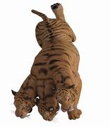 Image result for Big Cats Tiger