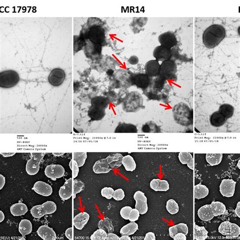 Cell Type 的图像结果
