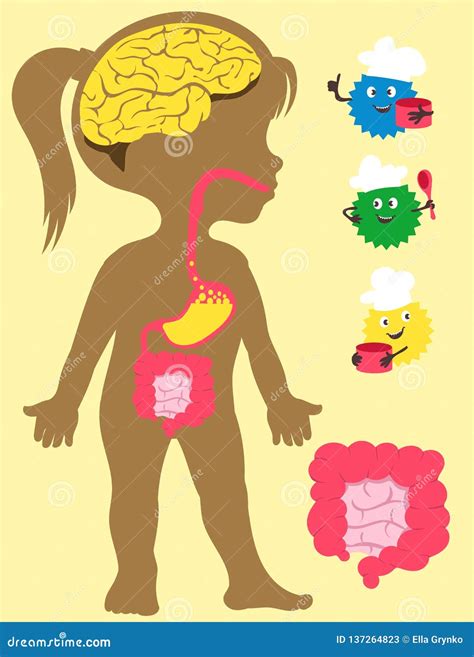 Children Anatomy With Digestive System Royalty-Free Stock Photography ...
