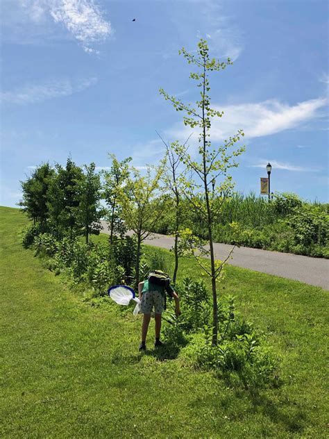 Pollinator Pathway plantings mowed down in Oyster Shell Park