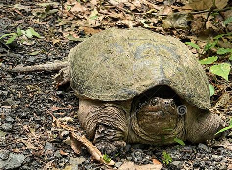 Image result for Snapping Turtle Poop