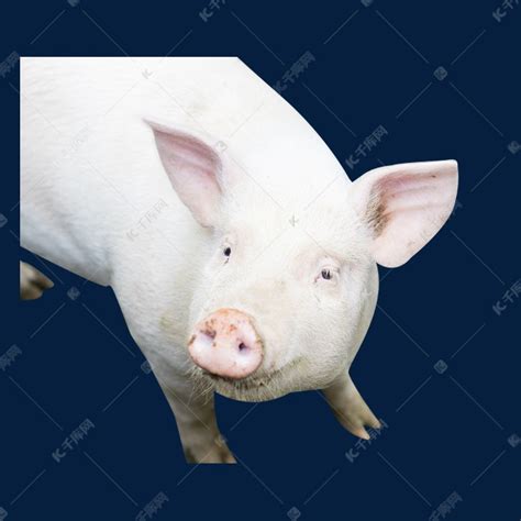 2019年属猪人名字带什么字好，猪宝宝名字常用字大全_起名网