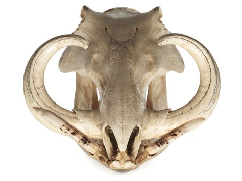 Elephant skull, Animal skulls, Animal skeletons
