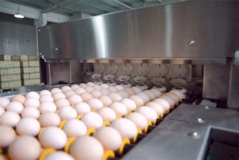 蛋鸡设备-产品中心-新乡市卓一智能机械有限公司