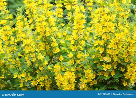 Bush with yellow flowers stock photo. Image of green - 32025688