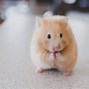 Image result for Teddy Bear Hamster vs Dwarf