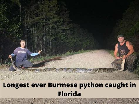 Image result for Long Florida Python Ever
