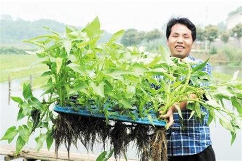 采收水上蔬菜_中国农科新闻网