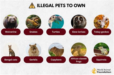 The Full List Of Illegal Pets In California You Must Know About