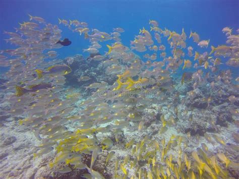 Image result for Tropical Snapper