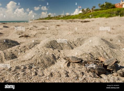 Loggerhead Sea Turtle Hatchlings 的图像结果