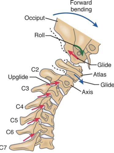 Image result for Cervical Rotators