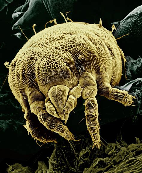 Will Washing Pillows Get Rid Of Dust Mites at Allan Dunn blog