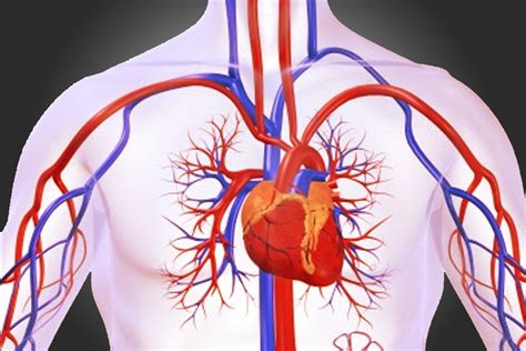 Image result for Circulatory System